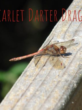 Scarlet Darter Dragonfly